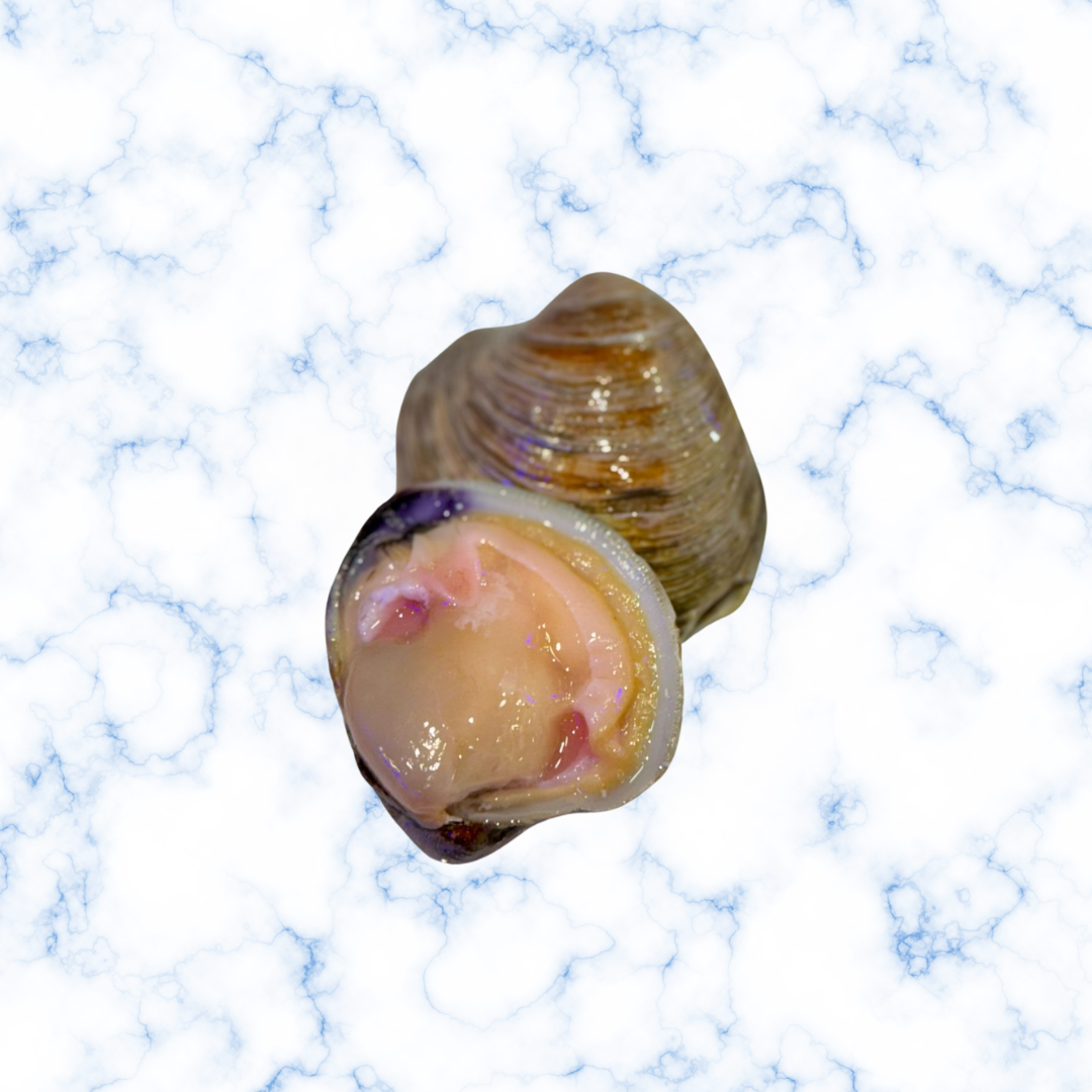 Clams