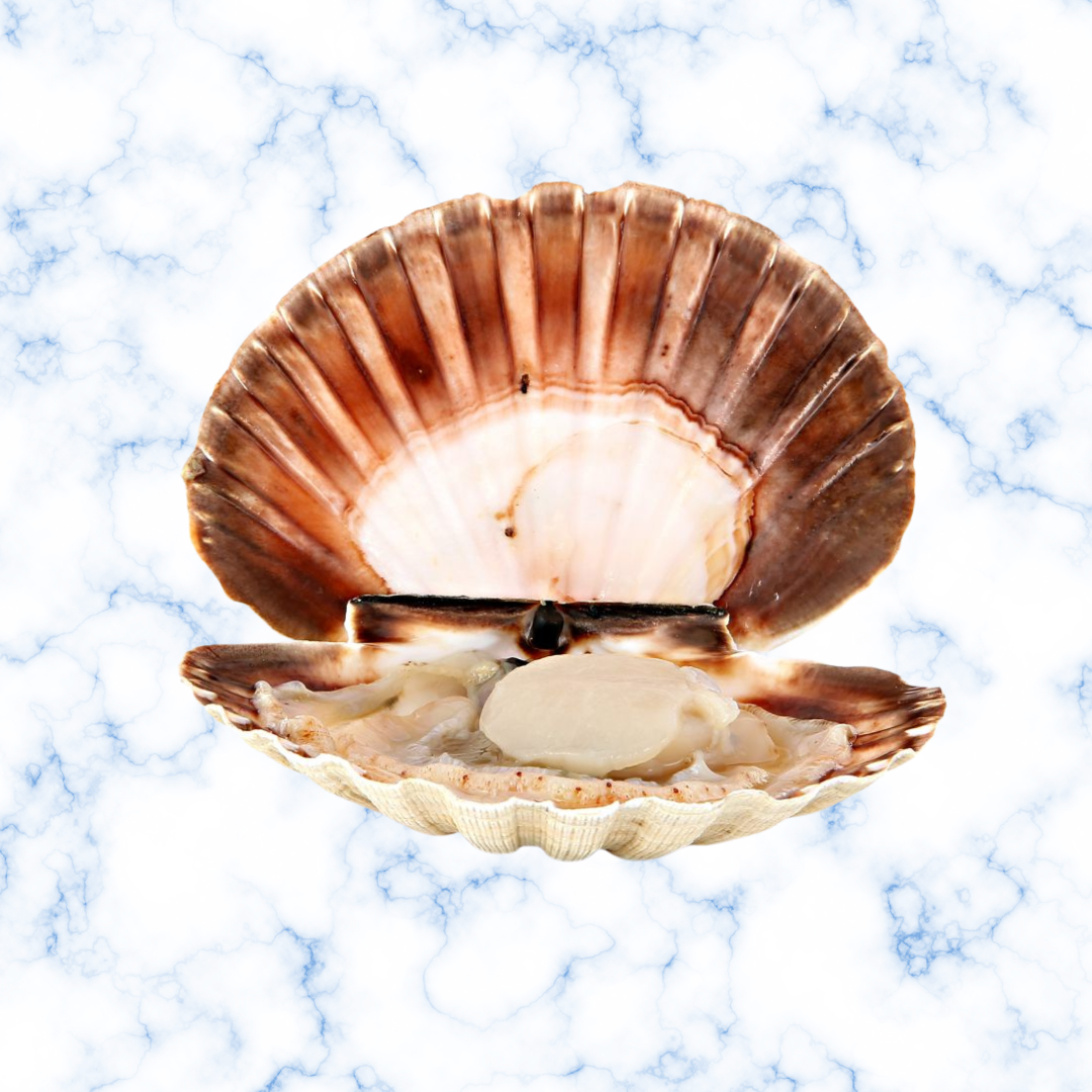 Coquilles Saint Jacques