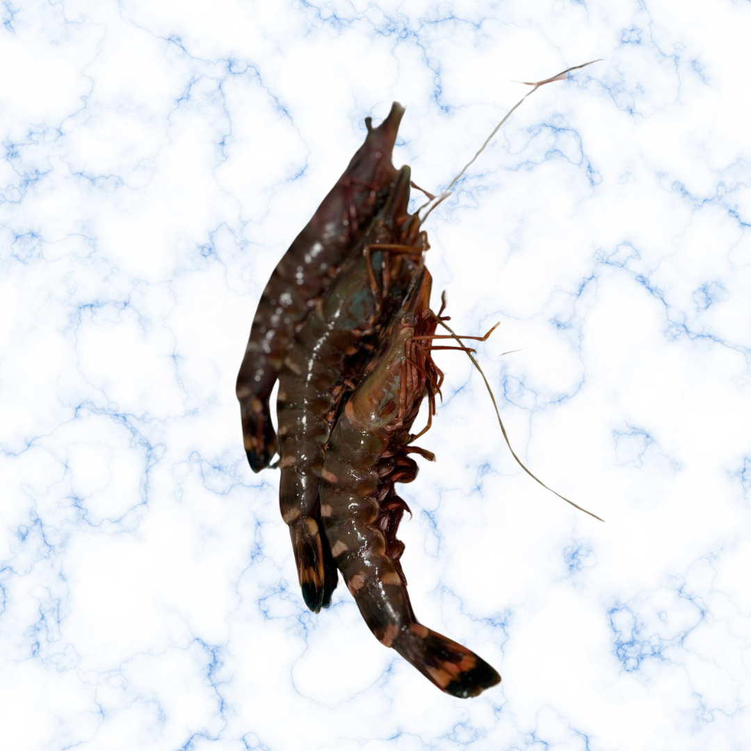 Gambas Crues Sauvages 10/15